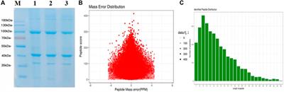 Proteomics and phosphoproteomics reveal novel proteins involved in Cipangopaludina chinensis carcasses
